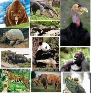 Animales en extinción
