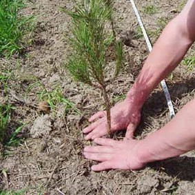 Plantar un árbol
