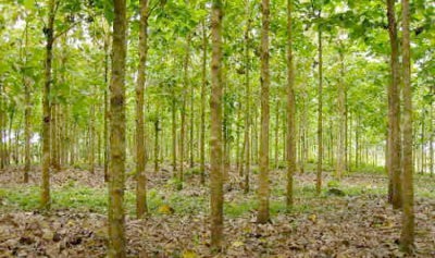 La reforestación apenas afectará el cambio climático