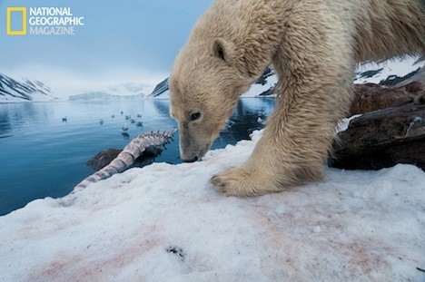 ¿Qué pasará a los osos polares con la reducción del hielo del Ártico?