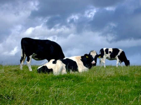 El futuro de los combustibles renovables podría hallarse en el estómago de una vaca