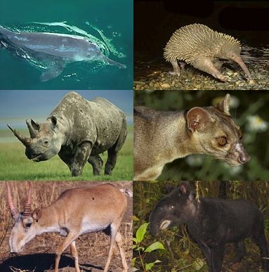 Extinción de Especies