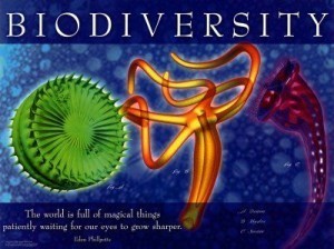 día mundial de la biodiversidad