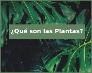 qué son las plantas