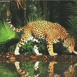 my jaguar incontrol