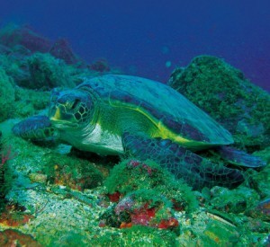 Gorgona: el paraíso de las tortugas