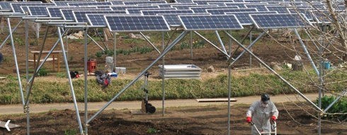 Paneles solares y cultivos en un mismo terreno