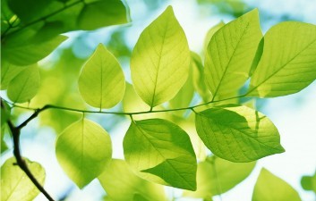 Las hojas de los árboles son unos auténticos filtros de purificación