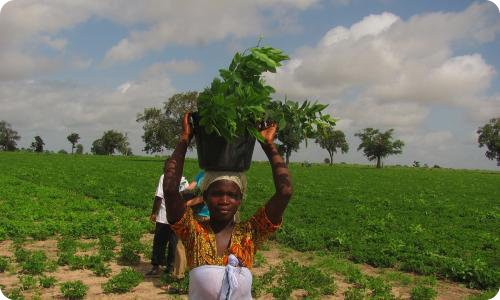 Proyecto de plantación de árboles en África | Ecologia Hoy