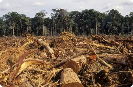 El narcotráfico y la deforestación