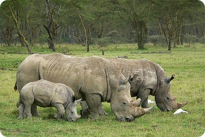 Rinocerontes