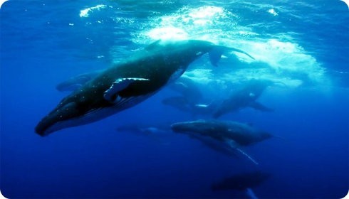 Corte Internacional de Justicia pide a Japón que deje la caza de ballenas