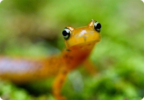 Salamandras: las defensoras de la ecología