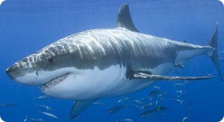 Crecen los números del gran tiburón blanco