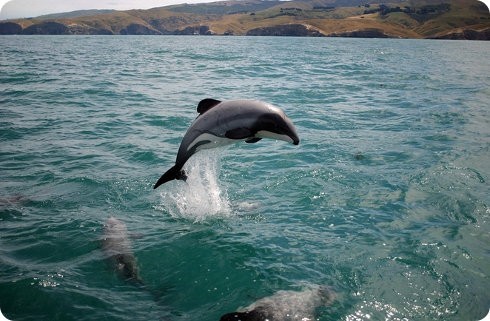 El delfín Maui está al borde de la extinción: solo quedan 55 ejemplares