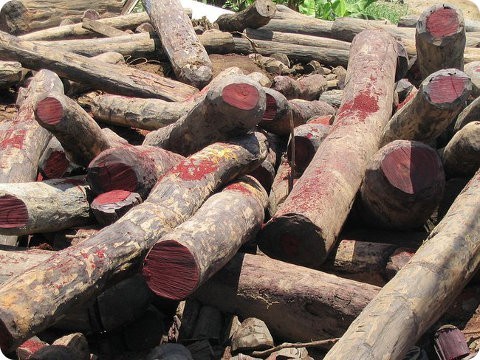 África se une contra la tala ilegal