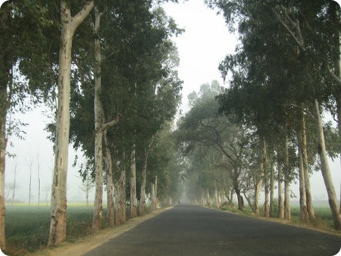 India plantará 2.000 millones de árboles