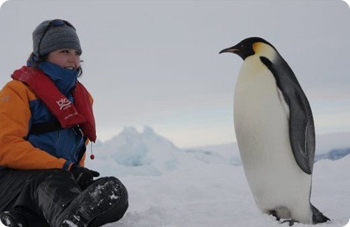 Pingüino emperador una especie amenazada