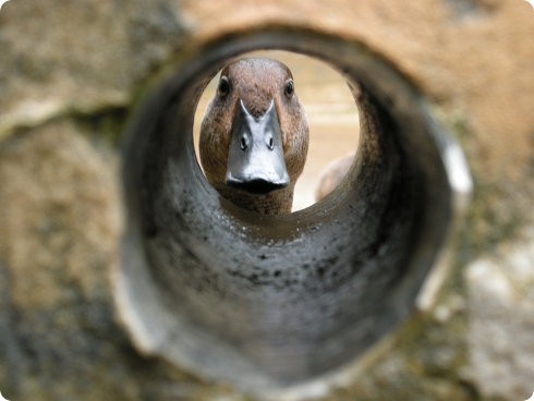 El pato más raro del mundo busca un nuevo hogar