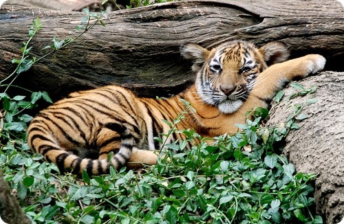 El ecoturismo podría ayudar a salvar a los tigres de Malasia