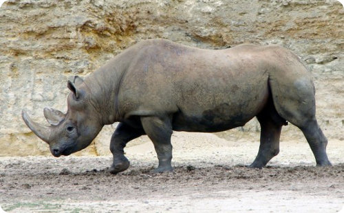 El rinoceronte negro es declarado extinto