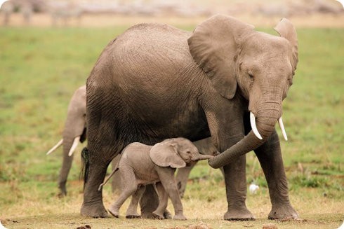 Elefantes bebés son secuestrados y enviados a zoológicos en China