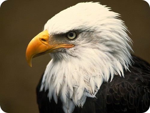 michigan-contiene-la-mayor-cantidad-de-águilas-calvas-contaminadas-en-el-mundo