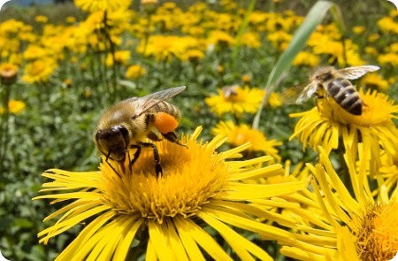 Colapso de Colonias por qué están muriendo las abejas