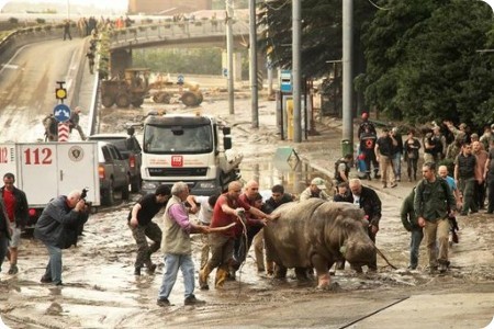 Georgia: una inundación hace que los animales escapen del zoológico