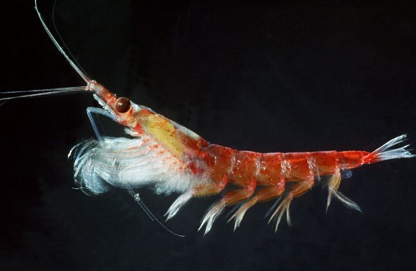La gente no necesita el krill, pero los océanos sí
