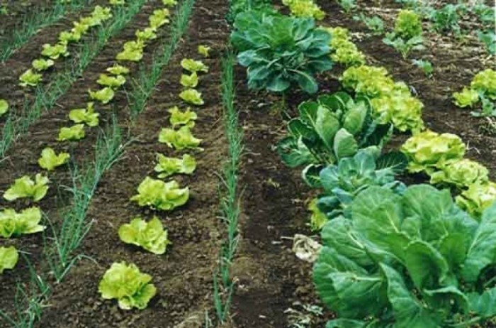 Agricultura orgánica ecológica en Ecuador