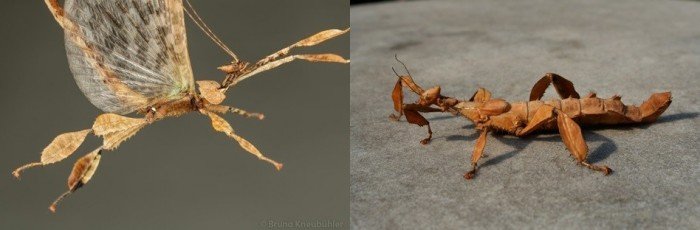 Top 10 de insectos más feos del mundo - Parte 1