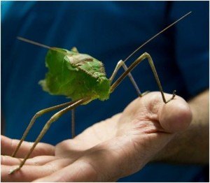 Top 10 de insectos más feos del mundo – Parte 3