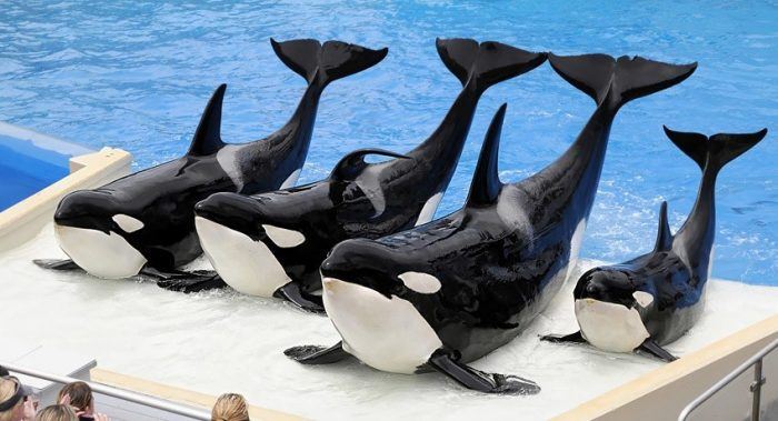 Anuncio esperanzador para las Orcas en cautiverio