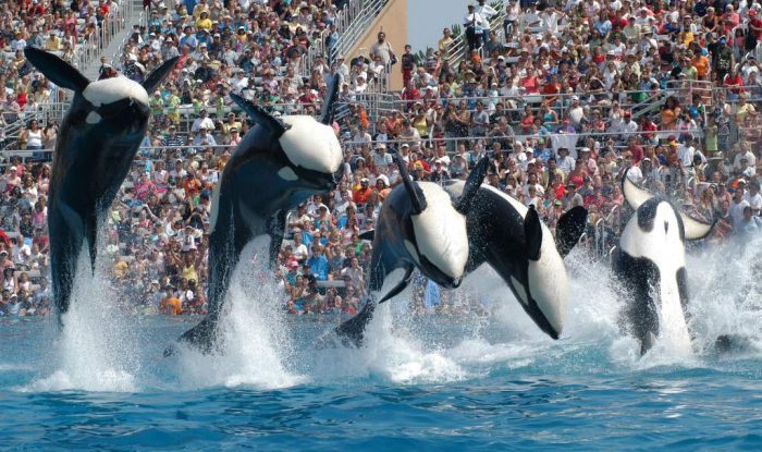 Anuncio esperanzador para las Orcas en cautiverio
