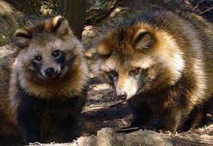 Suecia decidida por eliminar al perro mapache en su territorio