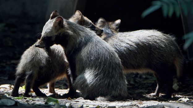 Suecia decidida por eliminar al perro mapache en su territorio
