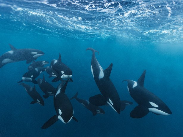 La evolución de las orcas gracias a la cultura