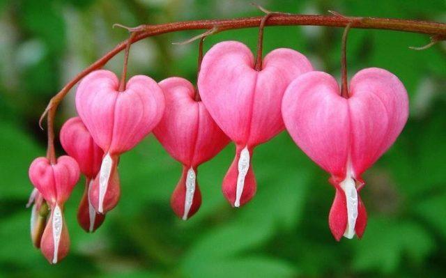 10 de las flores más lindas del mundo - Parte 1