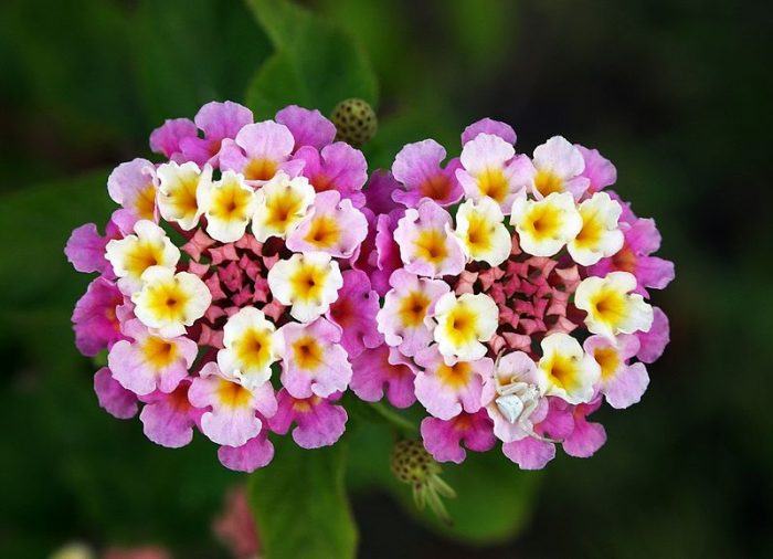 10 de las flores más lindas del mundo - Parte 2