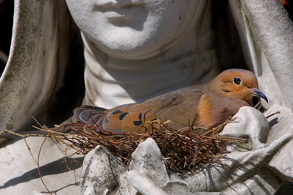 Las aves como un indicador de la salud de áreas urbanas
