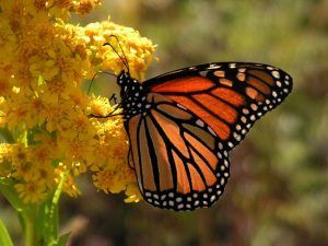 El cambio climático y su efecto sobre las mariposas y flores