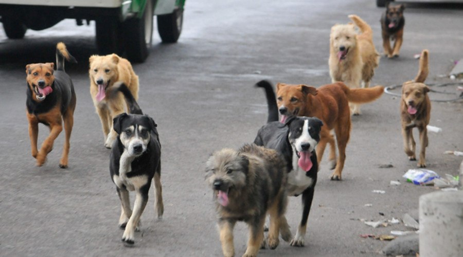 Holanda es ahora un país libre de perros callejeros