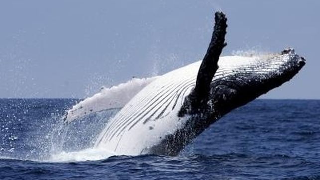 ballenas en el Atlántico Sur
