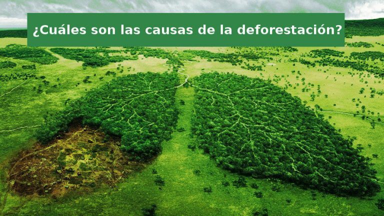 Qu Es La Deforestaci N Concepto Definici N Y Significado