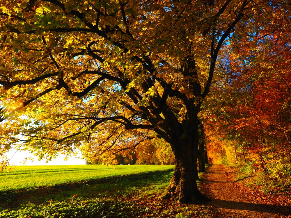 Hermoso paisaje natural de otoño, lleno de hojas amarillas y rojas previo a que llegue el invierno