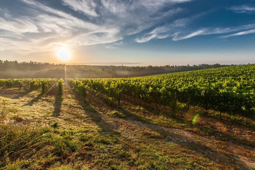 Verdes viñedos recibiendo los rayos del sol, gran paisaje para los amantes del vino