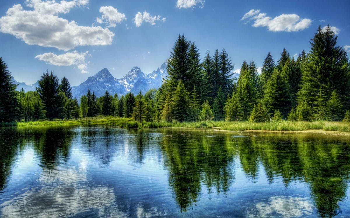 Bosque de pinos en Norteamérica, montañas nevadas atrás y un verde lago