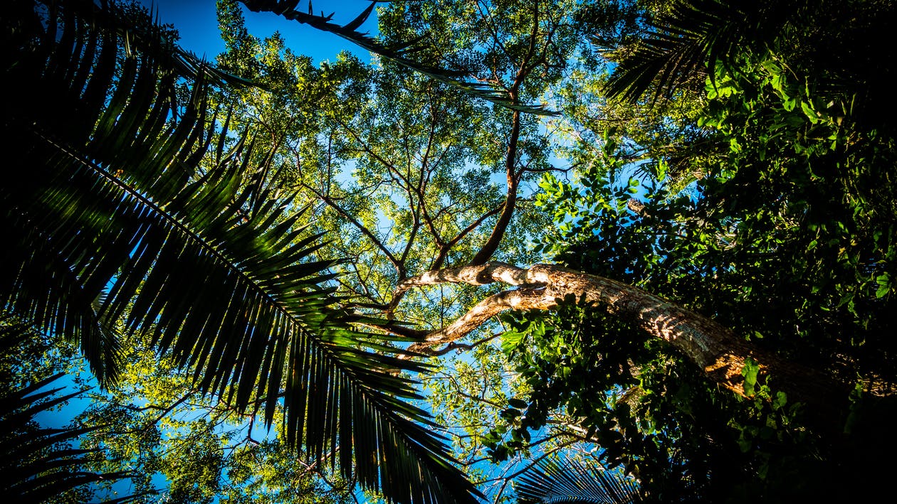 Árboles intentando que lleguen los rayos del sol a sus ramas, fotografía natural de una selva de Brasil